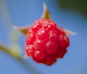 Preview wallpaper raspberry, berry, red, blue, macro