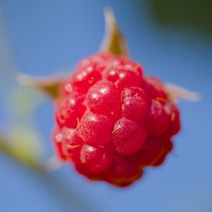 Preview wallpaper raspberry, berry, red, blue, macro