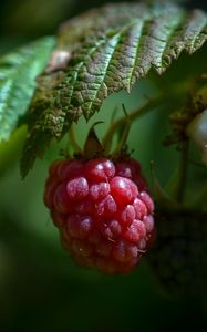 Preview wallpaper raspberry, berry, ripe, leaf
