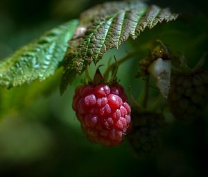 Preview wallpaper raspberry, berry, ripe, leaf