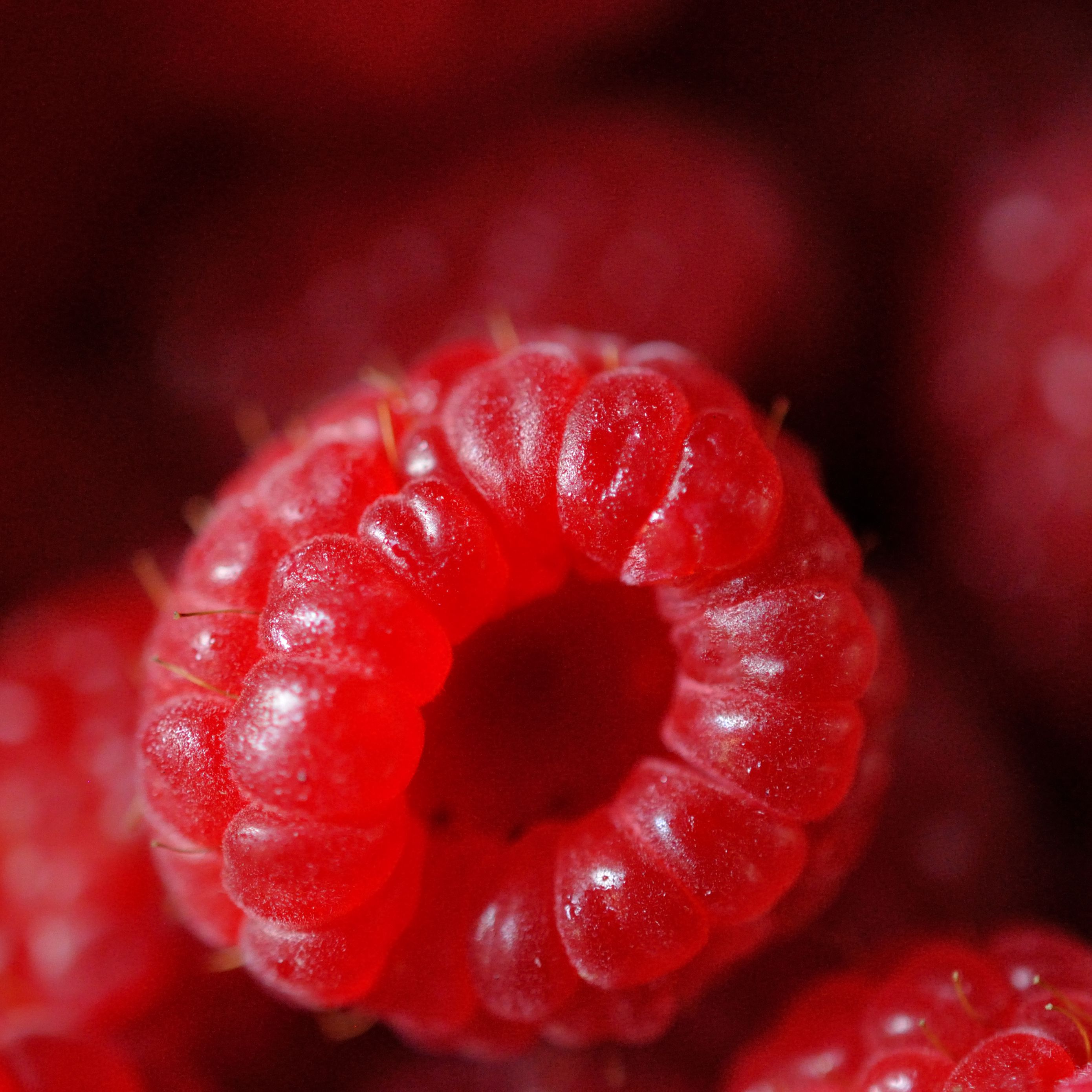 Download wallpaper 2780x2780 raspberry, berry, ripe, red, macro ipad