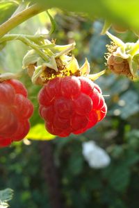 Preview wallpaper raspberry, light, leaves, berry