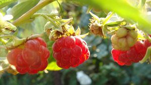 Preview wallpaper raspberry, light, leaves, berry