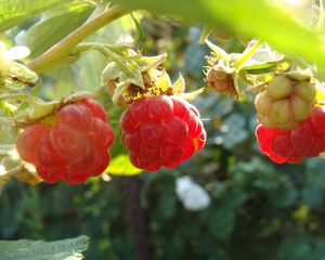 Preview wallpaper raspberry, light, leaves, berry