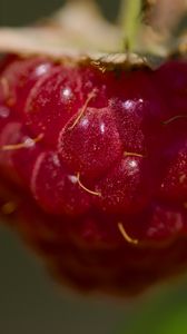 Preview wallpaper raspberry, macro, berry, glare, red
