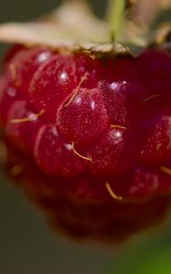 Preview wallpaper raspberry, macro, berry, glare, red