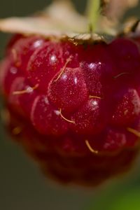 Preview wallpaper raspberry, macro, berry, glare, red