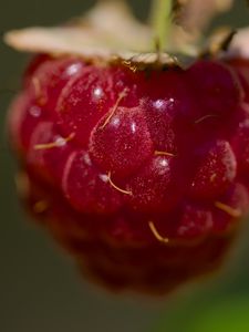 Preview wallpaper raspberry, macro, berry, glare, red
