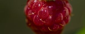 Preview wallpaper raspberry, macro, berry, glare, red