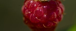 Preview wallpaper raspberry, macro, berry, glare, red