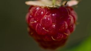 Preview wallpaper raspberry, macro, berry, glare, red