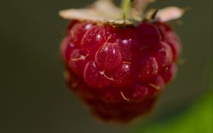 Preview wallpaper raspberry, macro, berry, glare, red