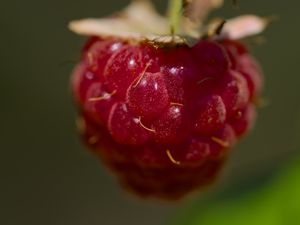 Preview wallpaper raspberry, macro, berry, glare, red