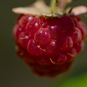 Preview wallpaper raspberry, macro, berry, glare, red
