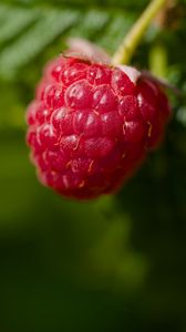 Preview wallpaper raspberry, red, macro, berry