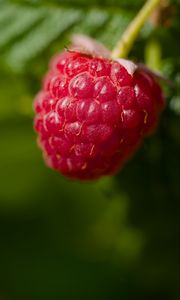 Preview wallpaper raspberry, red, macro, berry