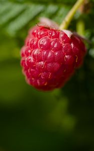 Preview wallpaper raspberry, red, macro, berry