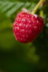 Preview wallpaper raspberry, red, macro, berry