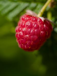 Preview wallpaper raspberry, red, macro, berry