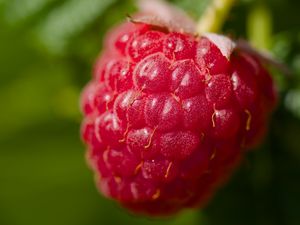 Preview wallpaper raspberry, red, macro, berry