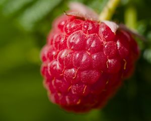 Preview wallpaper raspberry, red, macro, berry