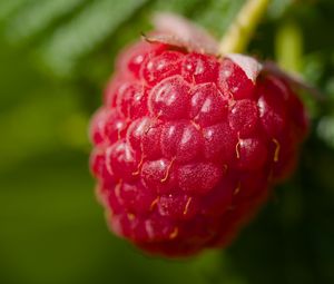 Preview wallpaper raspberry, red, macro, berry