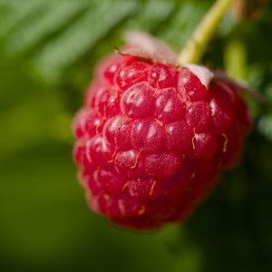 Preview wallpaper raspberry, red, macro, berry