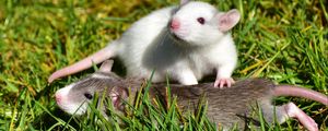 Preview wallpaper rat, couple, grass, walk