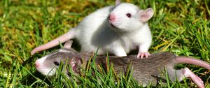 Preview wallpaper rat, couple, grass, walk