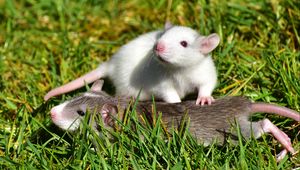 Preview wallpaper rat, couple, grass, walk