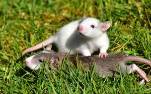 Preview wallpaper rat, couple, grass, walk