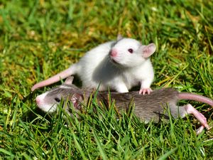 Preview wallpaper rat, couple, grass, walk