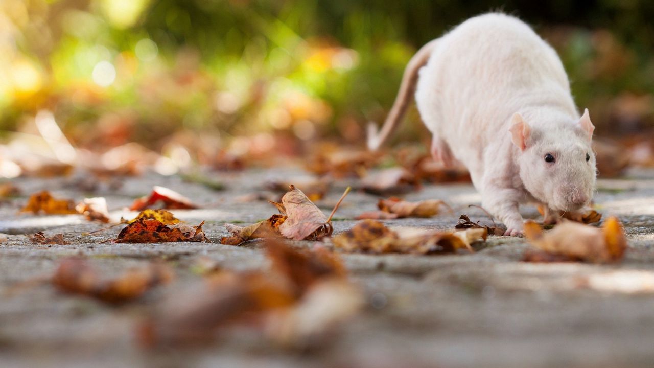 Wallpaper rat, foliage, autumn
