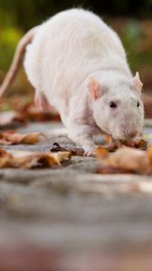 Preview wallpaper rat, foliage, autumn