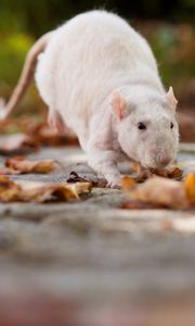 Preview wallpaper rat, foliage, autumn