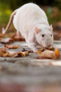 Preview wallpaper rat, foliage, autumn