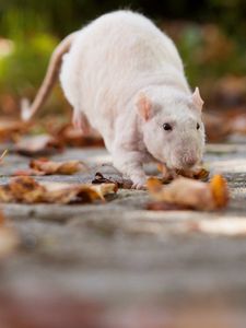 Preview wallpaper rat, foliage, autumn