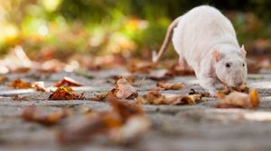 Preview wallpaper rat, foliage, autumn