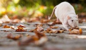 Preview wallpaper rat, foliage, autumn