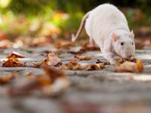 Preview wallpaper rat, foliage, autumn