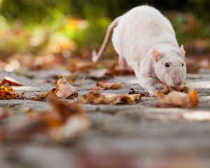 Preview wallpaper rat, foliage, autumn