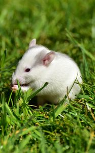 Preview wallpaper rat, grass, walk, rodent