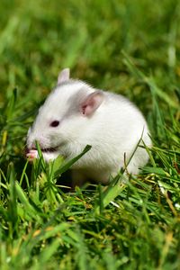 Preview wallpaper rat, grass, walk, rodent