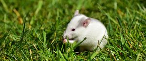 Preview wallpaper rat, grass, walk, rodent