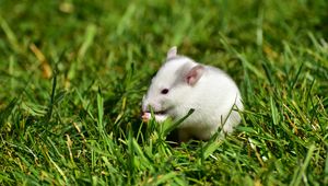 Preview wallpaper rat, grass, walk, rodent