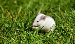 Preview wallpaper rat, grass, walk, rodent