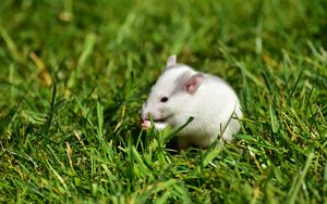 Preview wallpaper rat, grass, walk, rodent