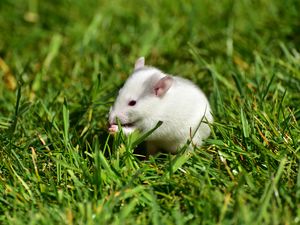 Preview wallpaper rat, grass, walk, rodent