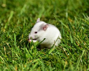 Preview wallpaper rat, grass, walk, rodent