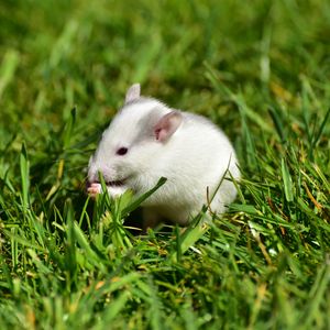 Preview wallpaper rat, grass, walk, rodent